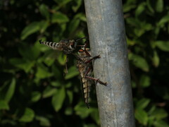 Promachus latitarsatus