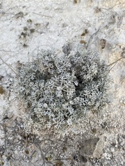 Artemisia hololeuca