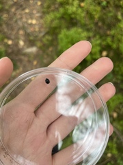 Chilocorus renipustulatus