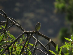 Serinus canaria