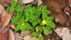 Lysimachia