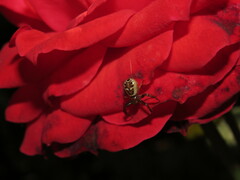 Synema globosum