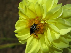 Thyreus histrionicus