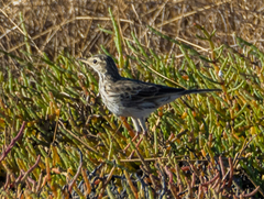 Anthus australis