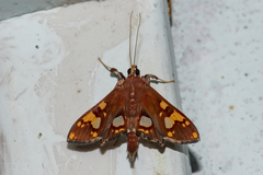 Chalcidoptera emissalis