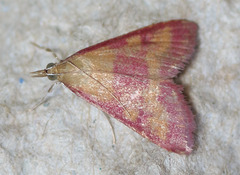 Pyrausta laticlavia