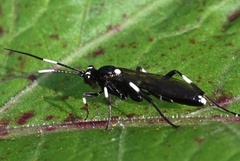 Achaius oratorius