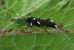 Achaius oratorius