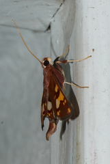 Chalcidoptera emissalis