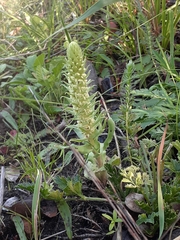 Satyrium bicallosum