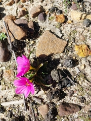 Iridaceae