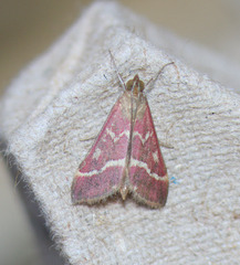 Pyrausta volupialis