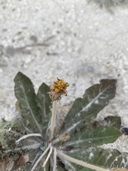 Taraxacum serotinum