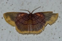 Chrysocraspeda dysmothauma