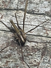 Megalopsalis serritarsus