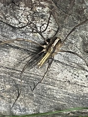 Megalopsalis serritarsus