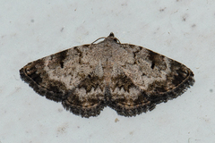 Mataeomera semialba