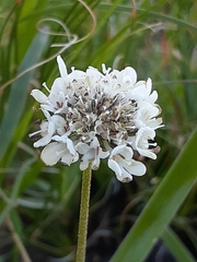 Scabiosa columbaria