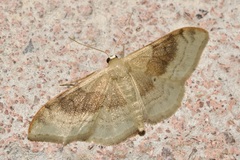 Idaea degeneraria