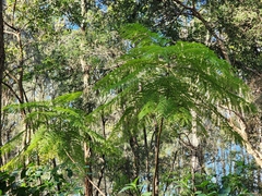 Jacaranda mimosifolia