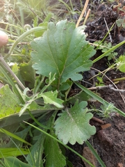 Scabiosa columbaria