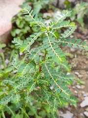 Phyllanthus amarus