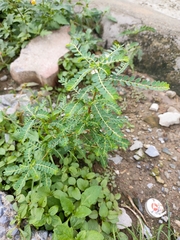 Phyllanthus amarus