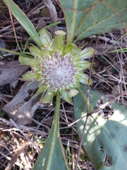 Protea acaulos