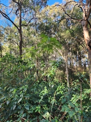 Jacaranda mimosifolia
