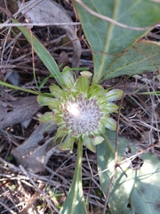 Protea acaulos