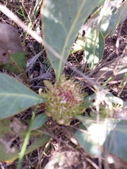 Protea acaulos