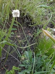 Scabiosa columbaria