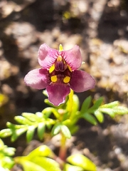 Diascia elongata