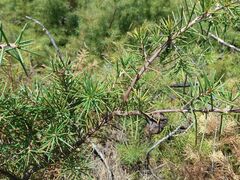Hakea decurrens