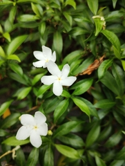 Tabernaemontana divaricata