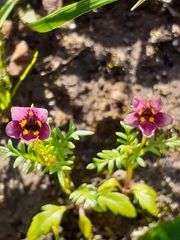 Diascia elongata