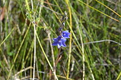 Thelymitra ixioides