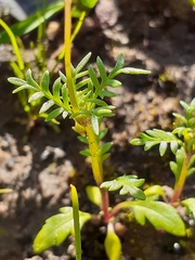 Diascia elongata