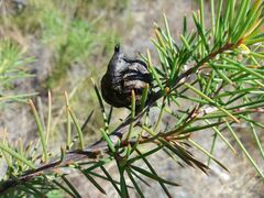 Hakea decurrens