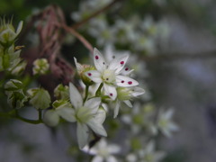Sedum album