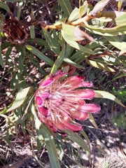 Protea burchellii