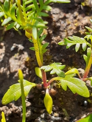 Diascia elongata