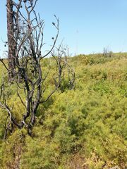 Hakea decurrens