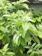 Cananga odorata