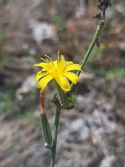 Chondrilla juncea