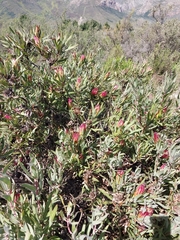 Protea burchellii