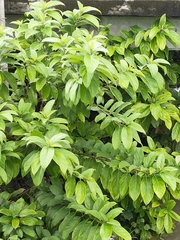 Cananga odorata