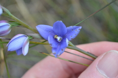 Thelymitra ixioides