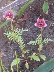 Diascia elongata