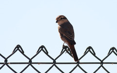 Lanius isabellinus